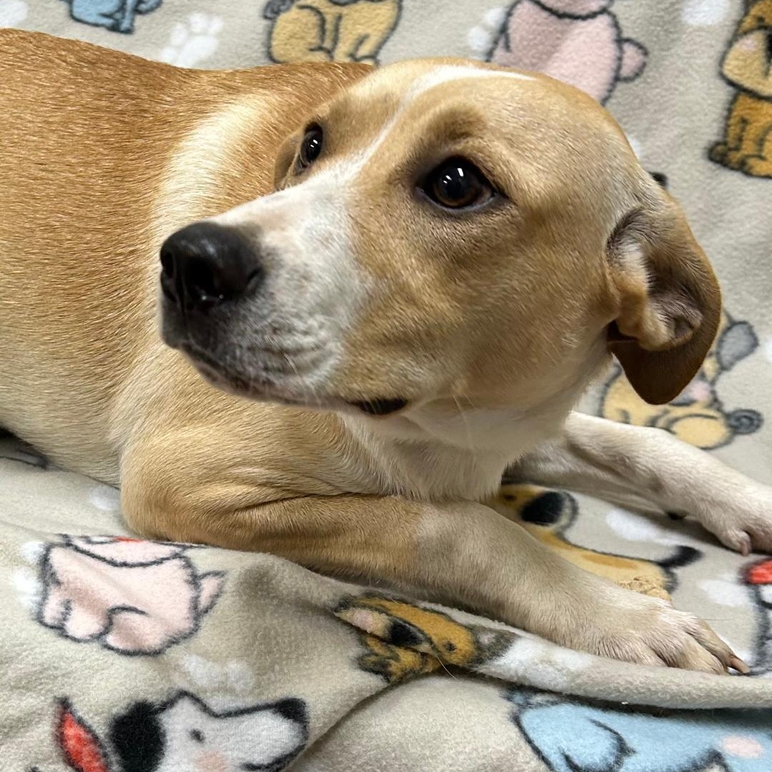 Abby, Adoptable, Puppy Female Labrador Retriever & Mixed Breed.