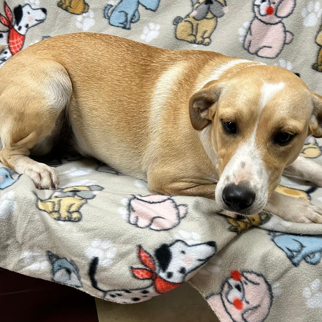 Enlarge Abby, a Adoptable mixed breed in Bartonsville, PA image 3/5