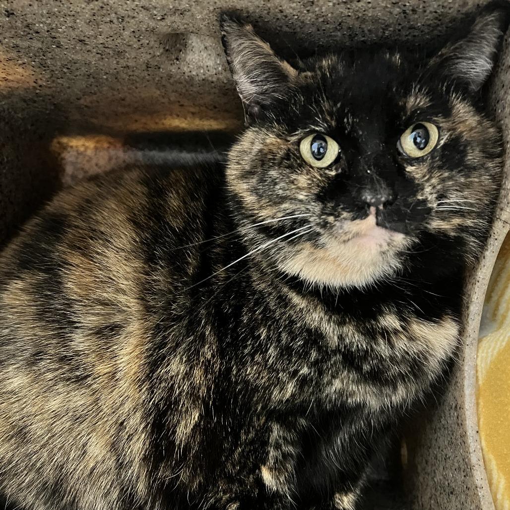 Icy, Adoptable, Adult Female Domestic Short Hair.