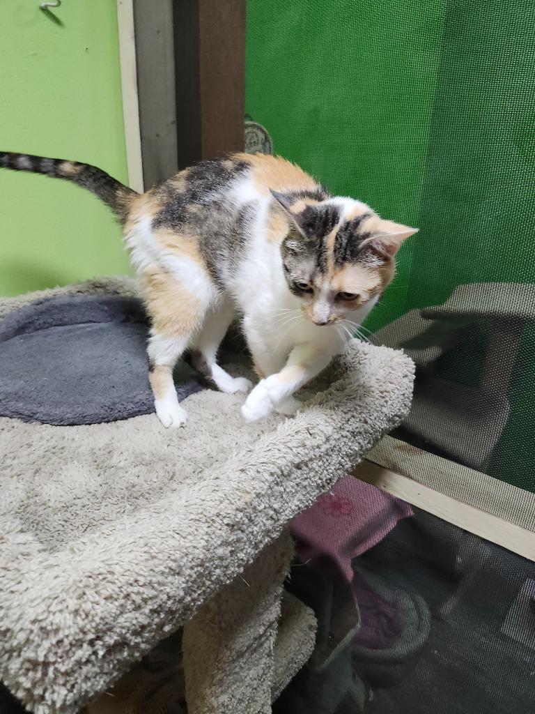 Tiny, Adopted, Adult Female Domestic Short Hair.