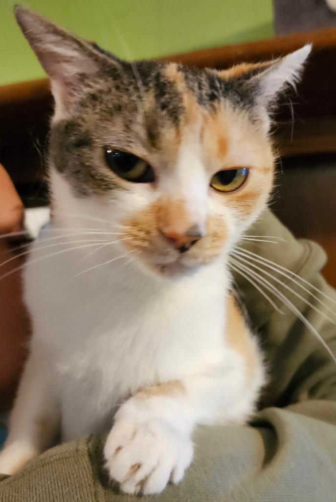 Enlarge Tiny, a Adopted mixed breed in Rice Lake, WI image 2/4