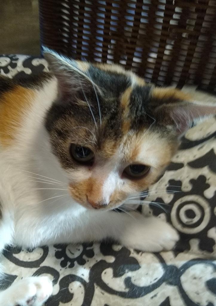 Enlarge Tiny, a Adopted mixed breed in Rice Lake, WI image 3/4