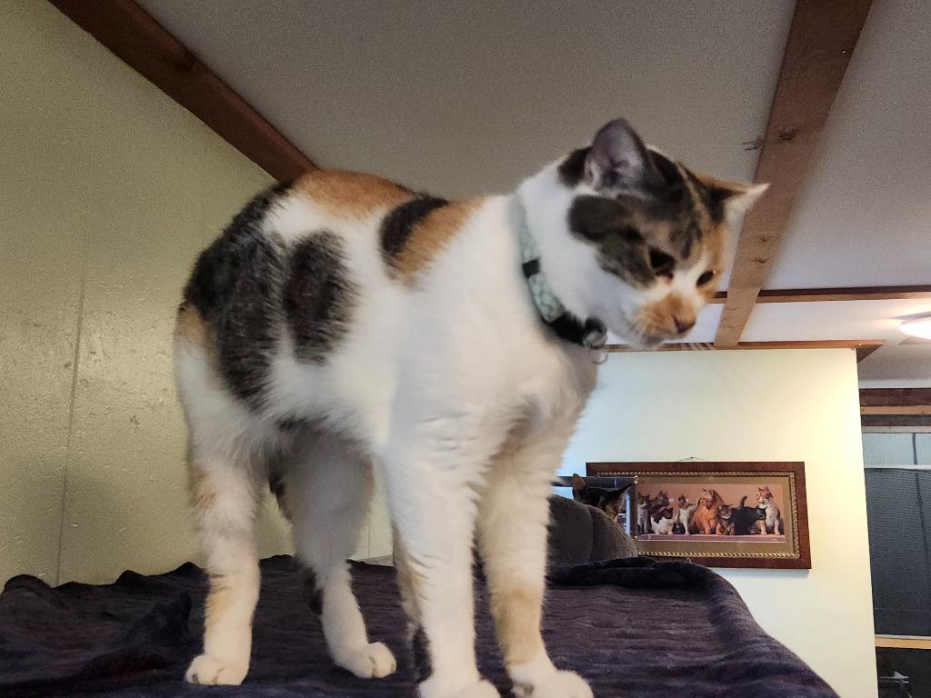 Enlarge Tiny, a Adopted mixed breed in Rice Lake, WI image 4/4