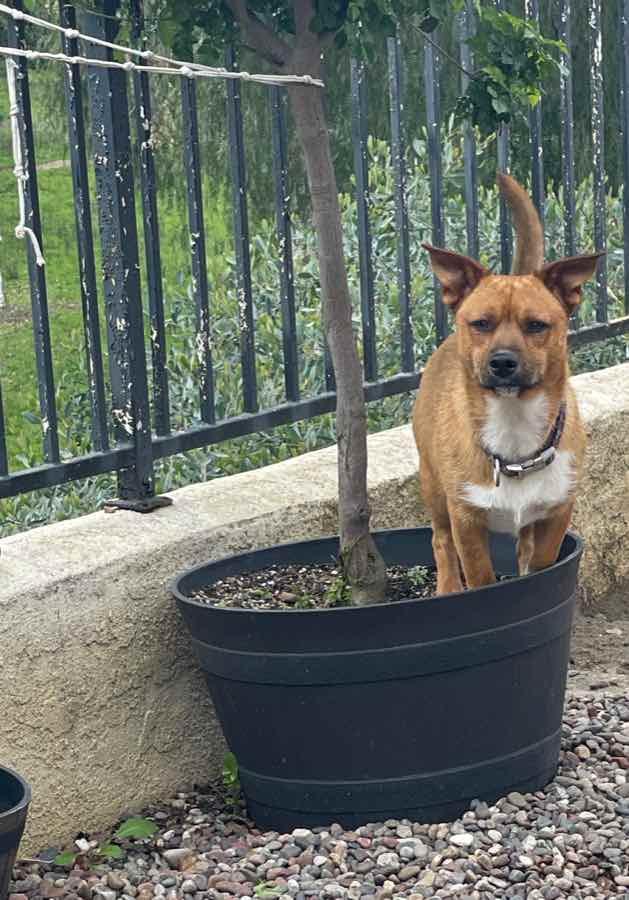 Alejandro, Adoptable, Young Male Corgi & Boxer.