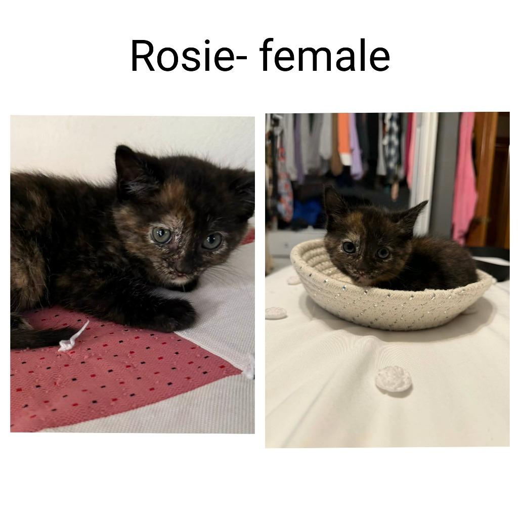 Rosie, a Adoptable Domestic Short Hair in Jasper, IN image 3/3