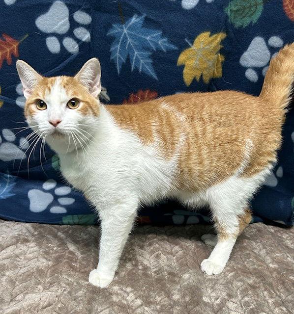 Enlarge 251467  Tater, a Adoptable Domestic Short Hair in Wetumpka, AL image 1/1