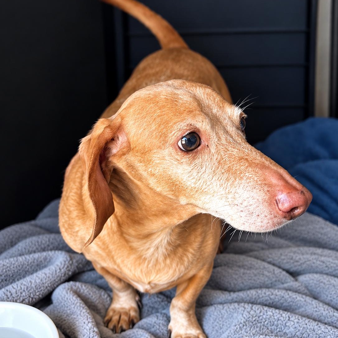 STEVEN, Adopted, Senior Male Dachshund.