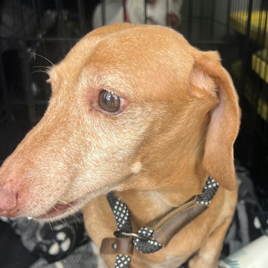 Enlarge STEVEN, a Adopted Dachshund in Marana, AZ image 2/2