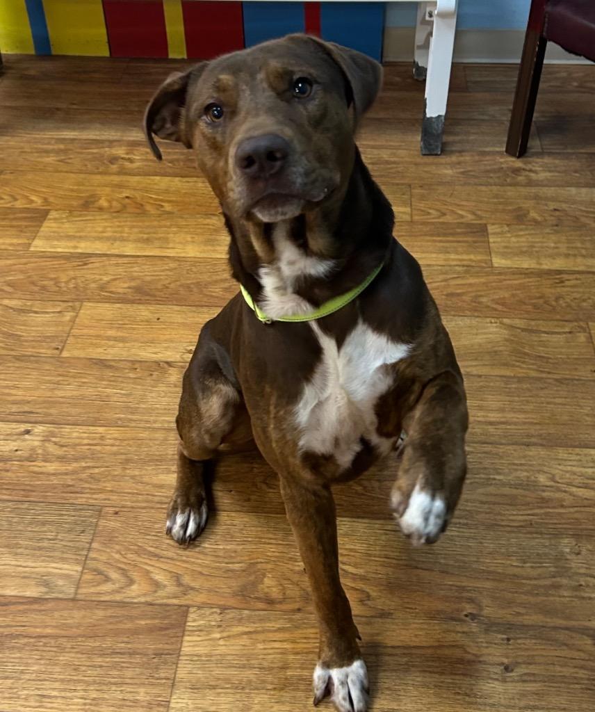 Hyde, Adoptable, Adult Male Mixed Breed.