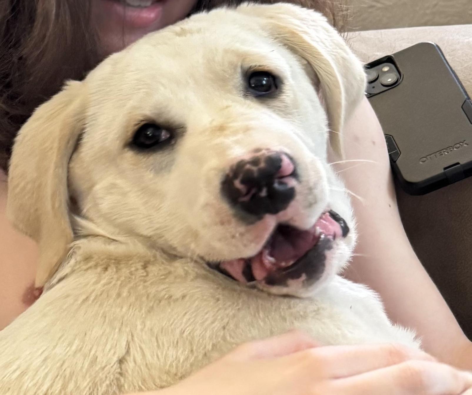 Haluski, Adoptable, Puppy Male Boxer & Great Pyrenees.