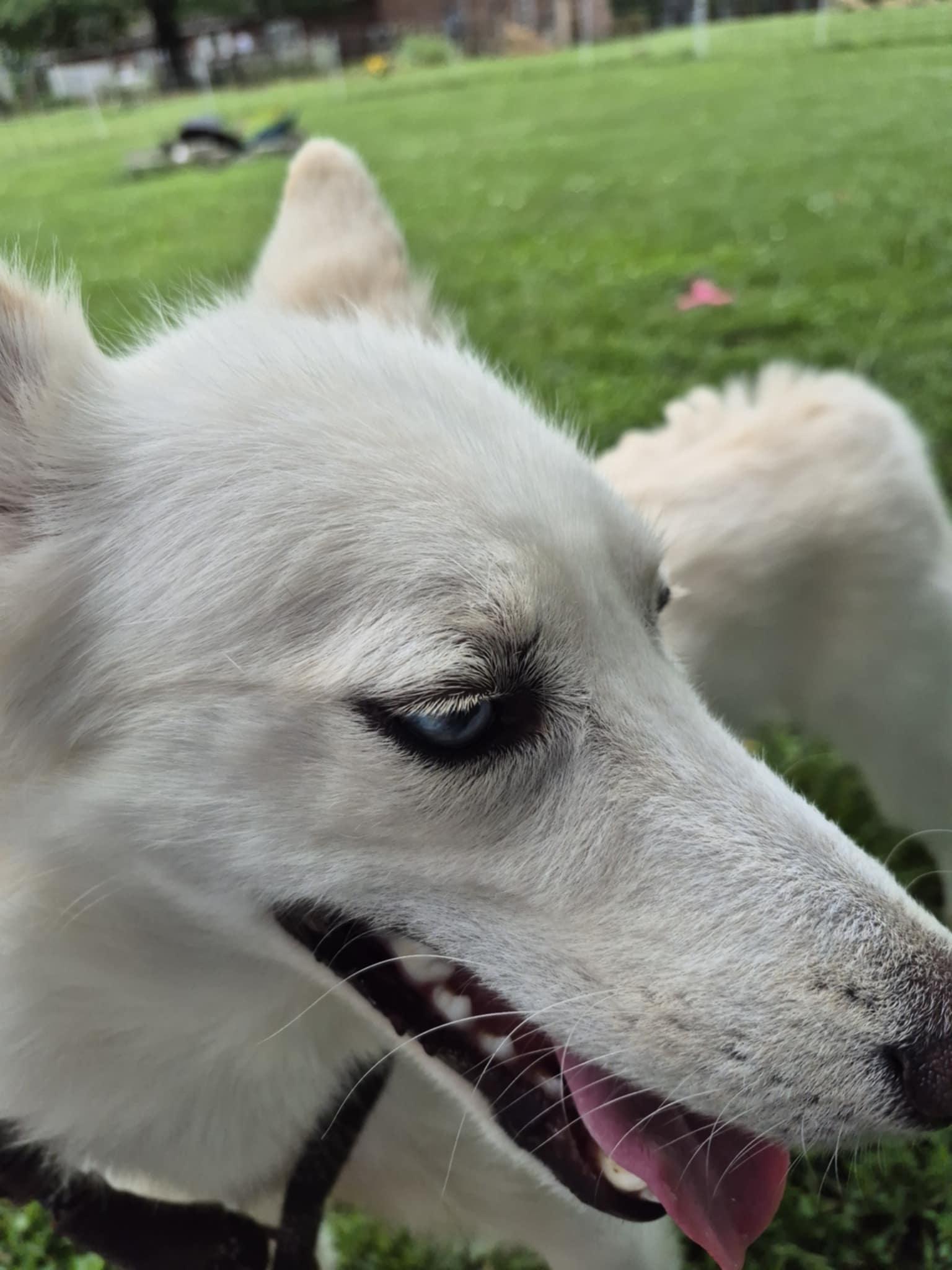 Enlarge Sam, a Adopted Pomsky in Campbellsville, KY image 3/5
