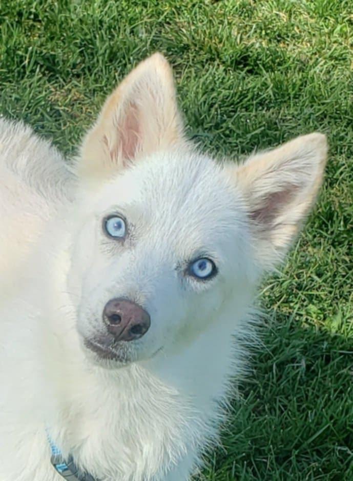 Enlarge Sam, a Adopted Pomsky in Campbellsville, KY image 5/5