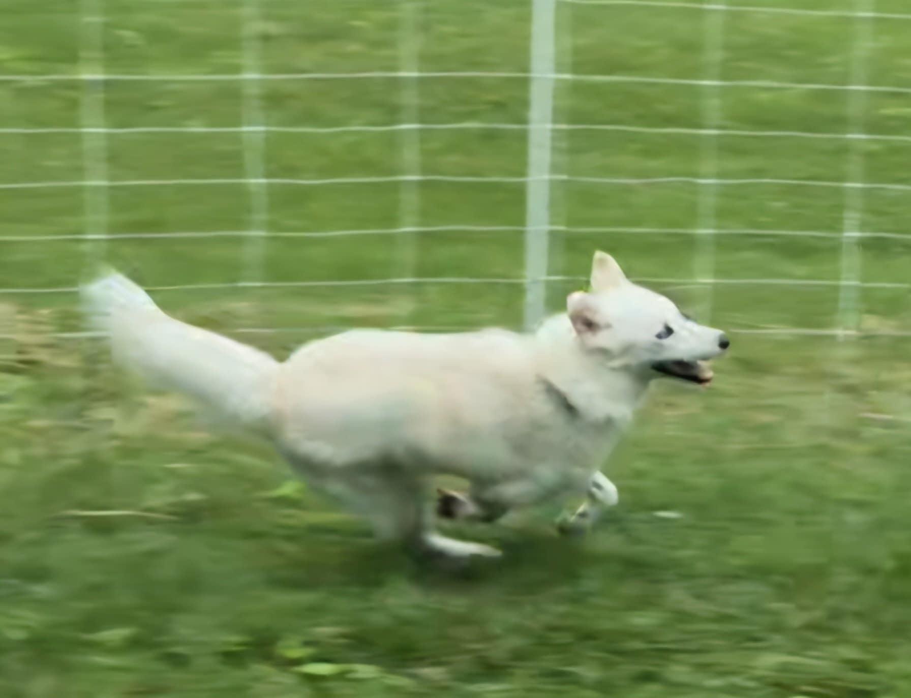 Enlarge Sam, a Adopted Pomsky in Campbellsville, KY image 2/5