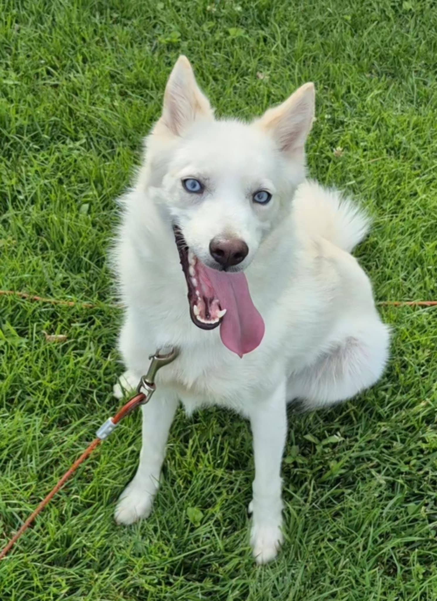 Enlarge Sam, a Adopted Pomsky in Campbellsville, KY image 1/5