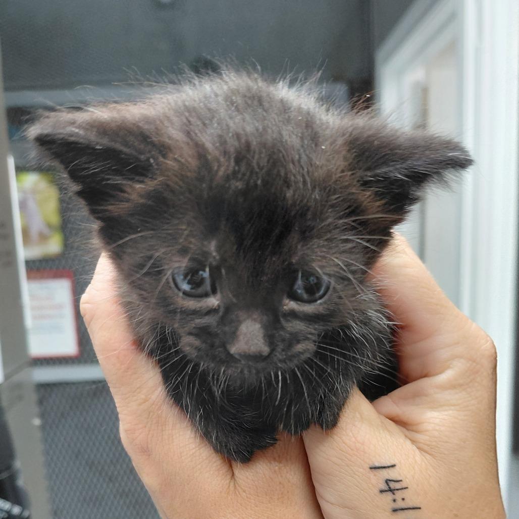 Enlarge Mystique(bigger), a Adoptable Domestic Short Hair in Springtown, TX image 3/5