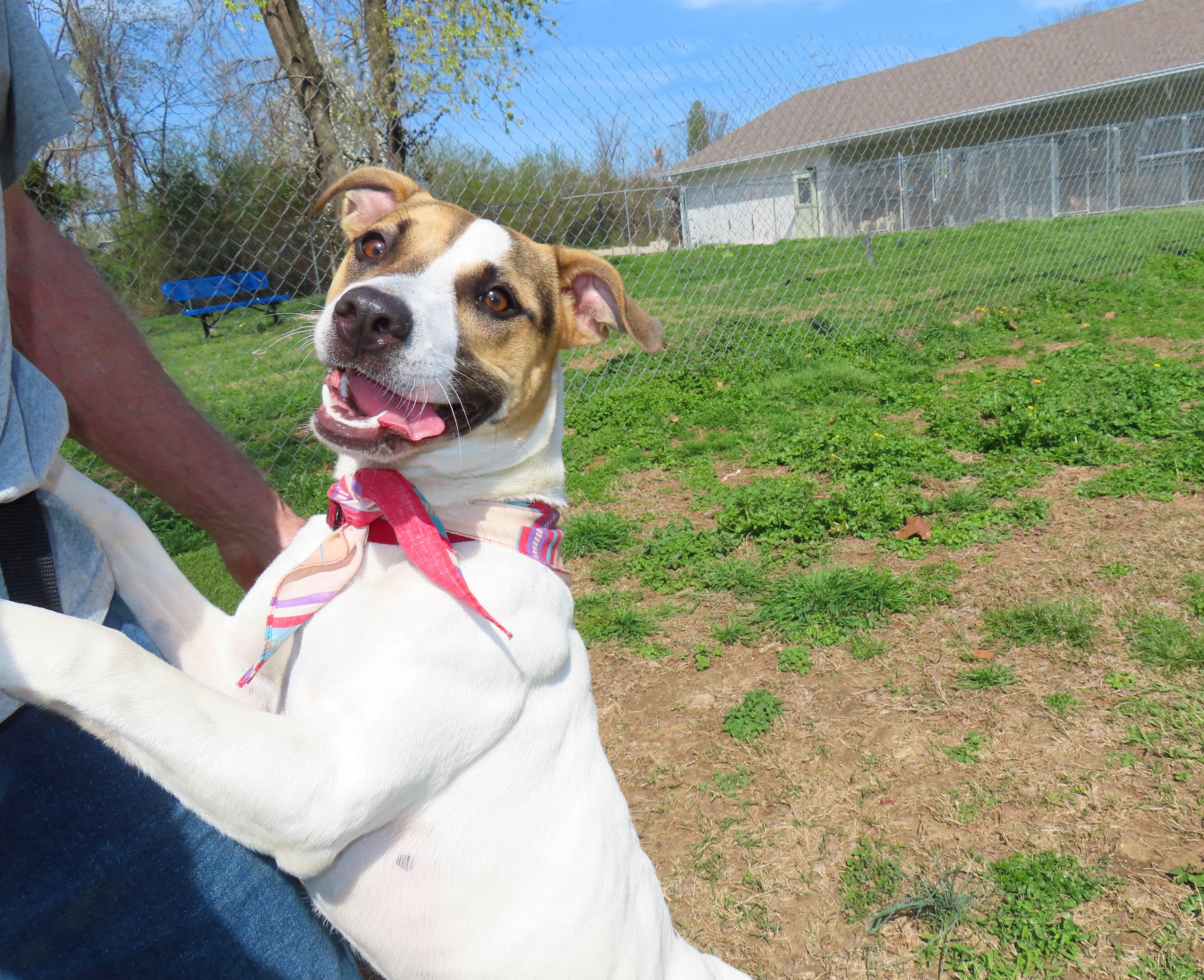 Enlarge Nina  26C-59, a ADOPTABLE mixed breed in Rogers, AR image 3/5