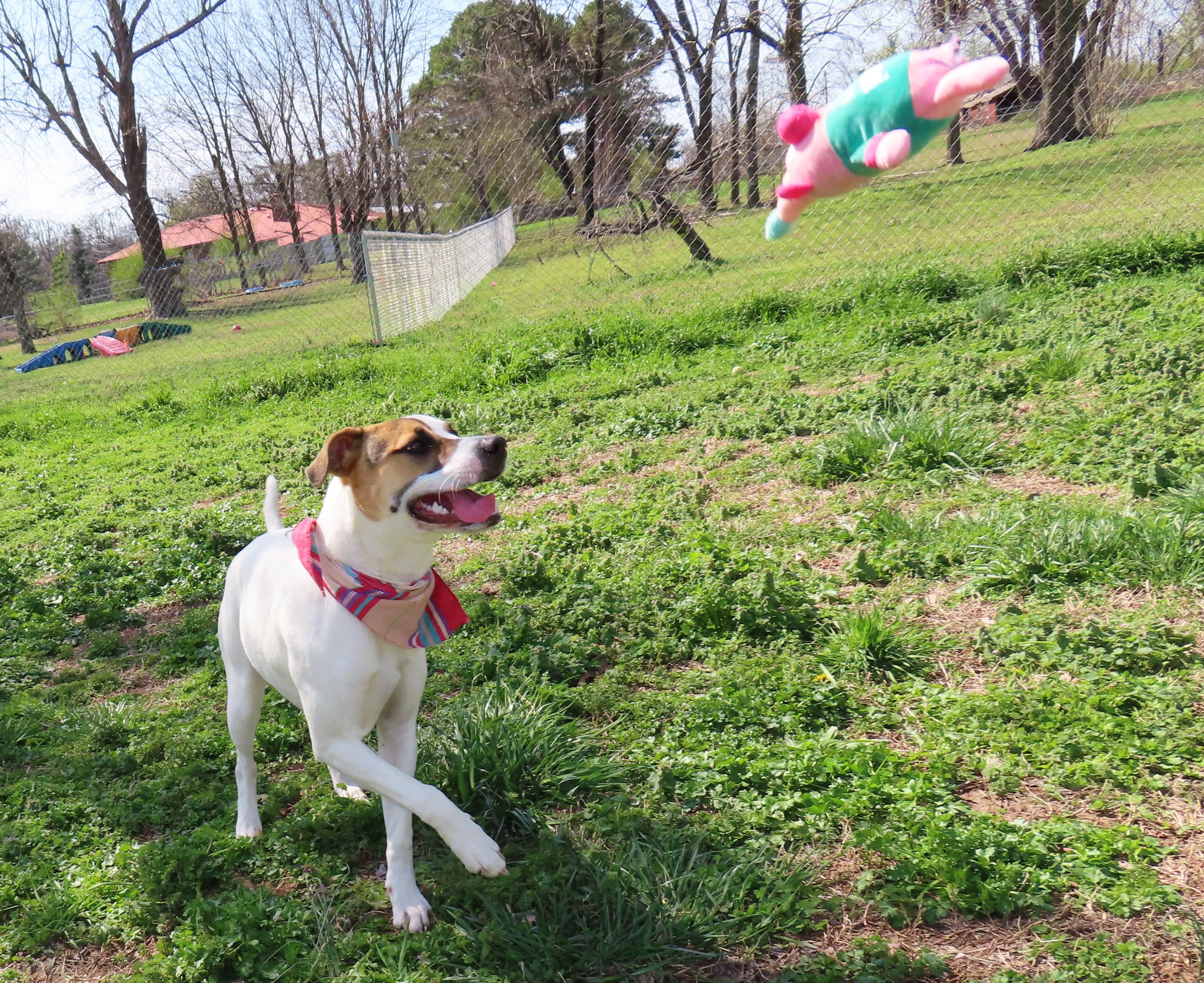 Enlarge Nina  26C-59, a ADOPTABLE mixed breed in Rogers, AR image 5/5
