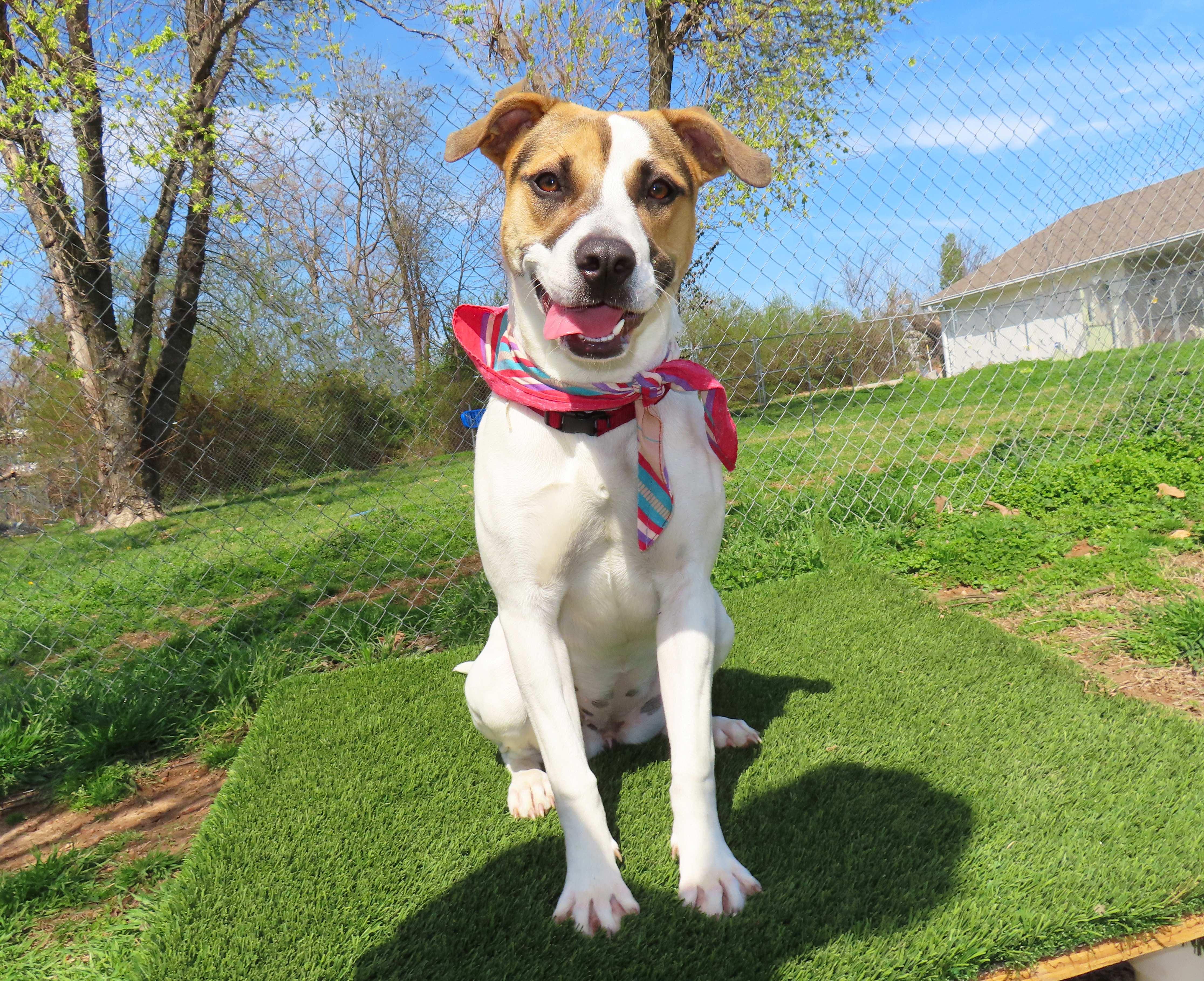 Enlarge Nina  26C-59, a ADOPTABLE mixed breed in Rogers, AR image 4/5