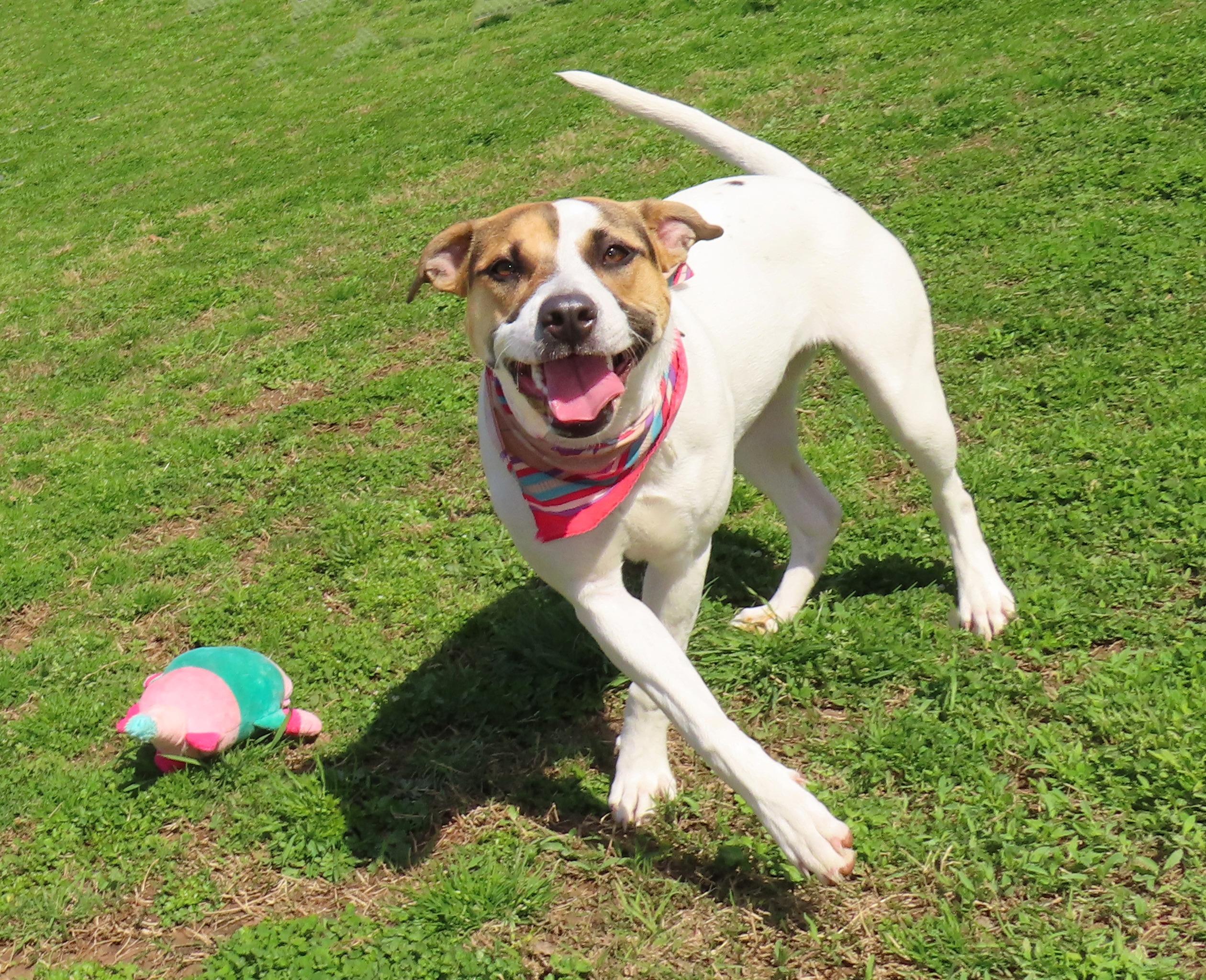 Enlarge Nina  26C-59, a ADOPTABLE mixed breed in Rogers, AR image 2/5