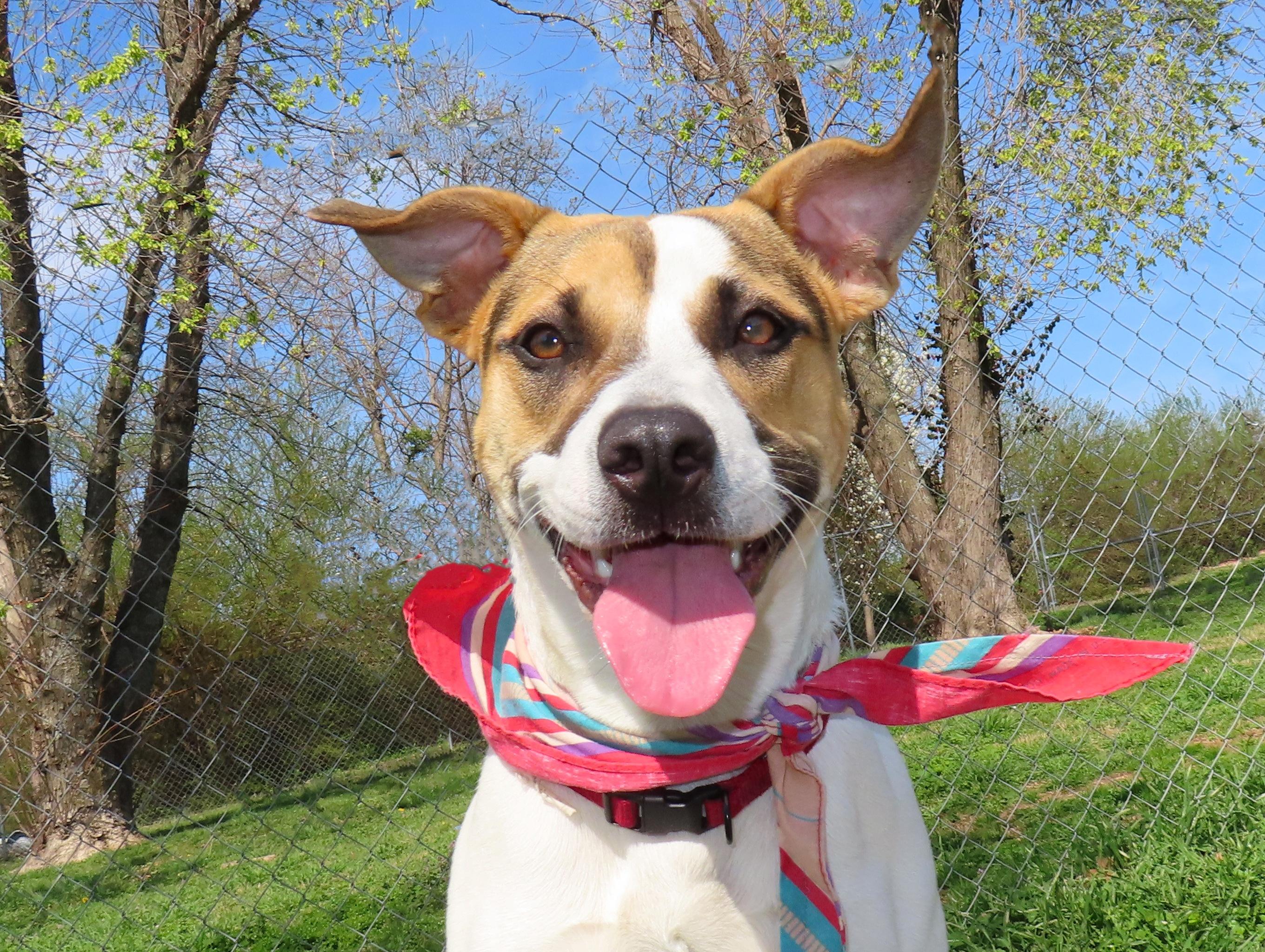 Enlarge Nina  26C-59, a ADOPTABLE mixed breed in Rogers, AR image 1/5