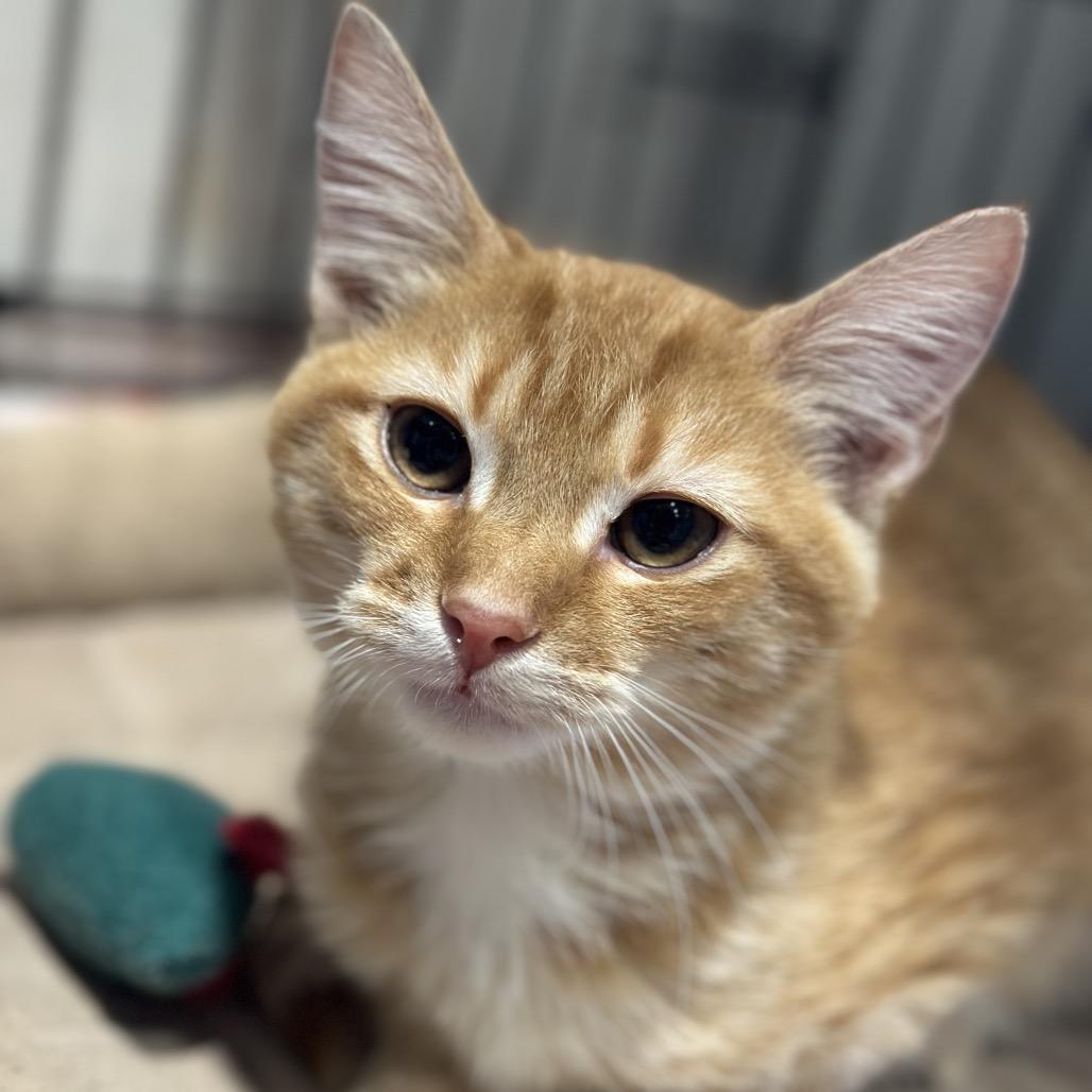 Enlarge Miles, a Adoptable Domestic Medium Hair in Matteson, IL image 1/4