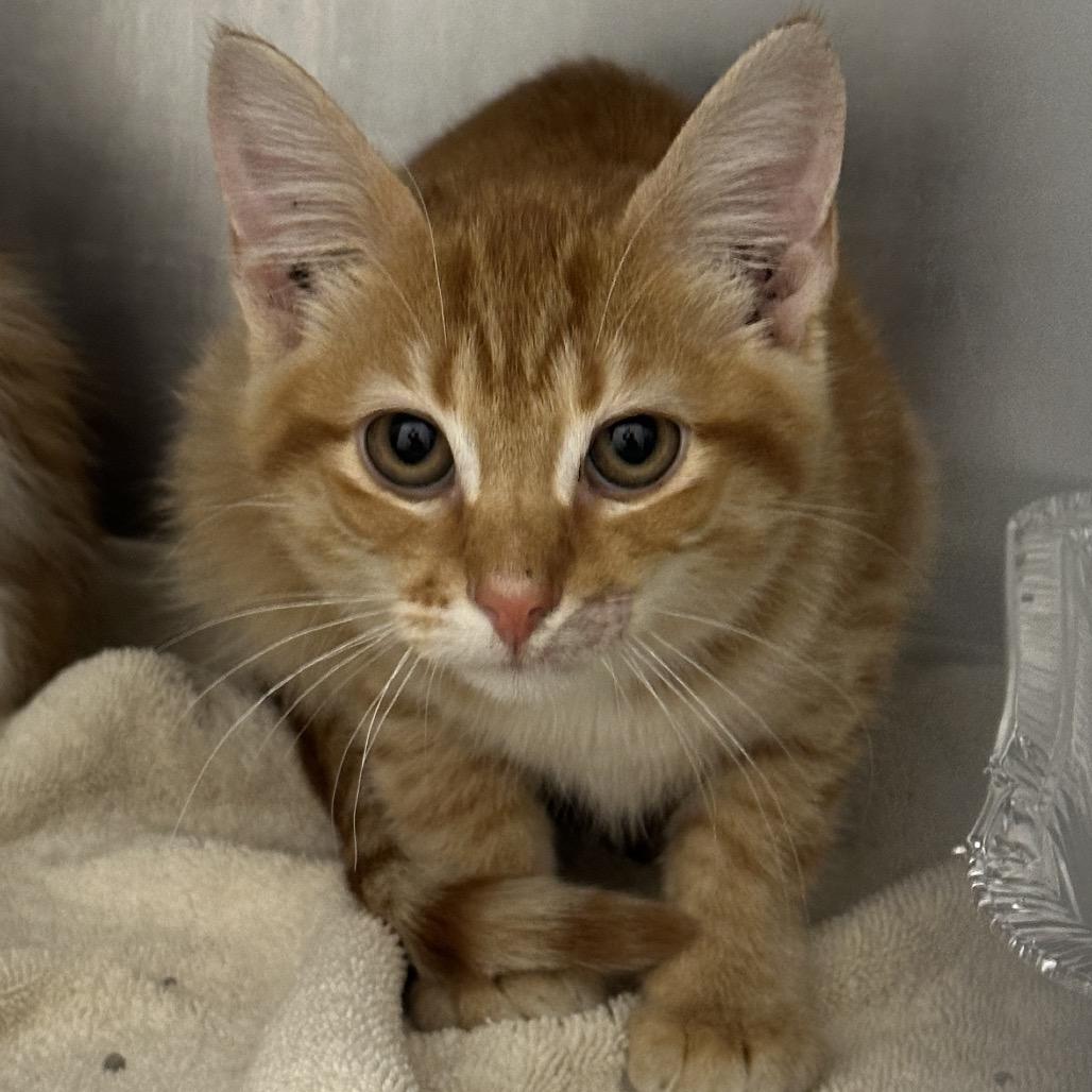 Enlarge Miles, a Adoptable Domestic Medium Hair in Matteson, IL image 2/4