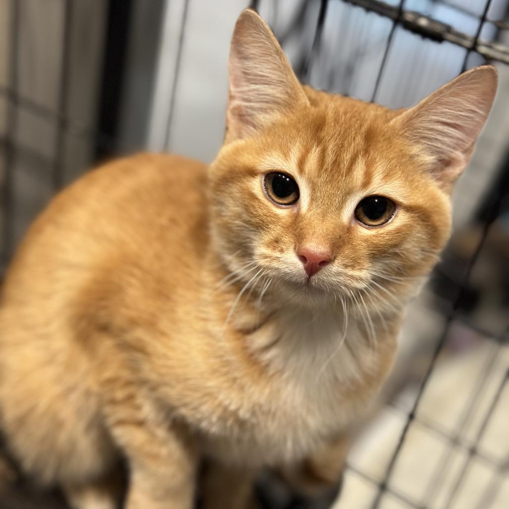 Enlarge Miles, a Adoptable Domestic Medium Hair in Matteson, IL image 3/4