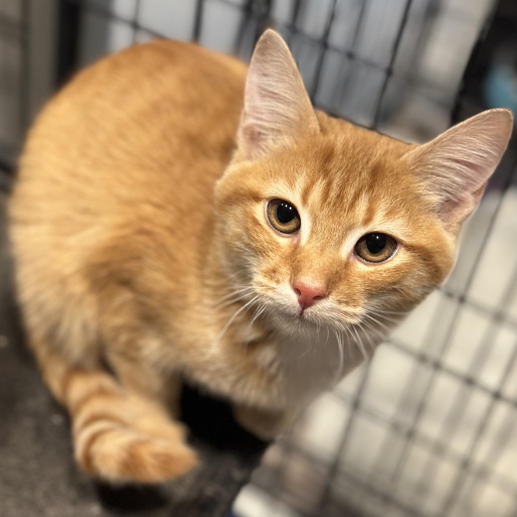 Enlarge Miles, a Adoptable Domestic Medium Hair in Matteson, IL image 4/4