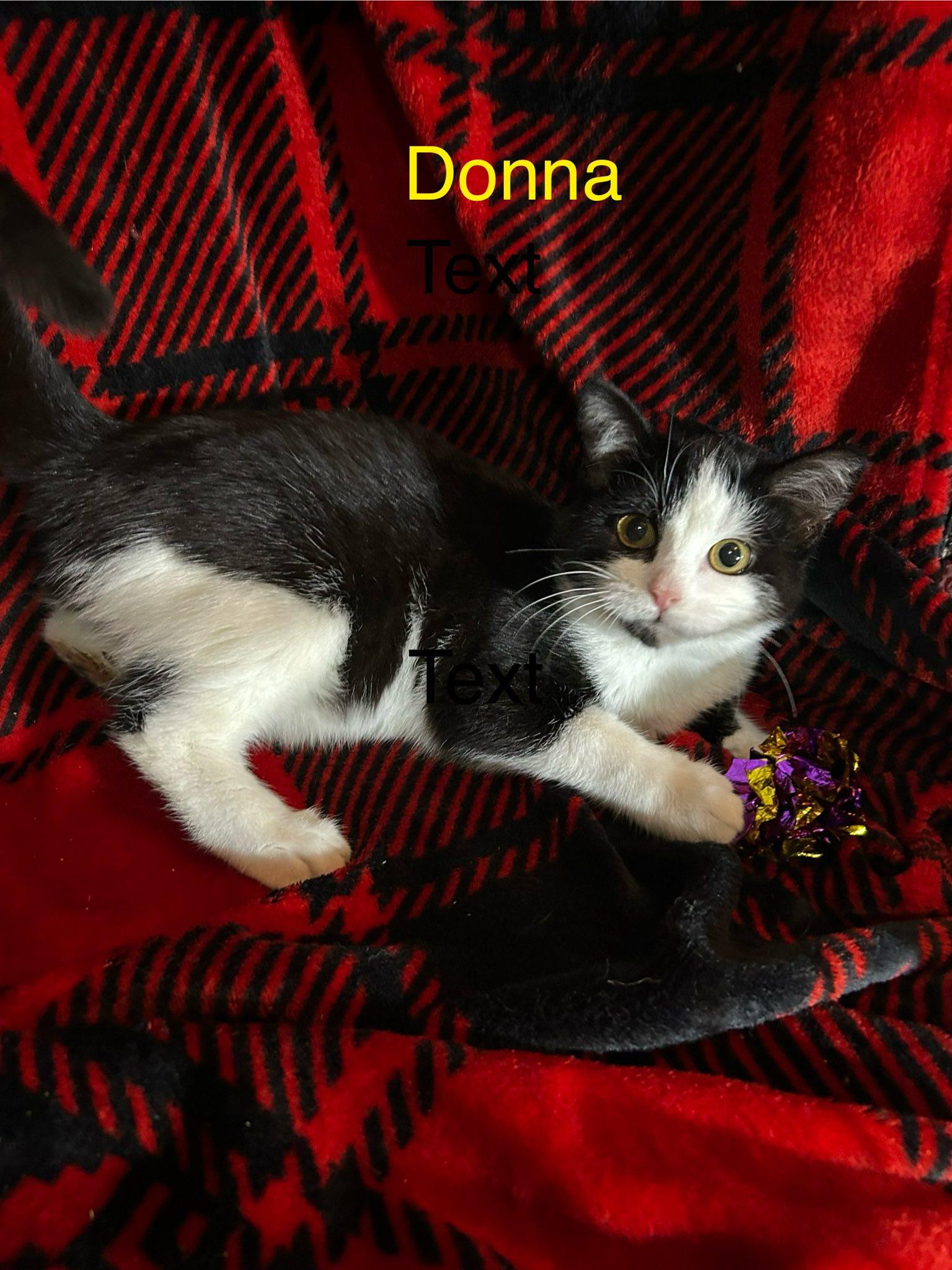 Donna, ADOPTABLE, Kitten Female Domestic Short Hair.