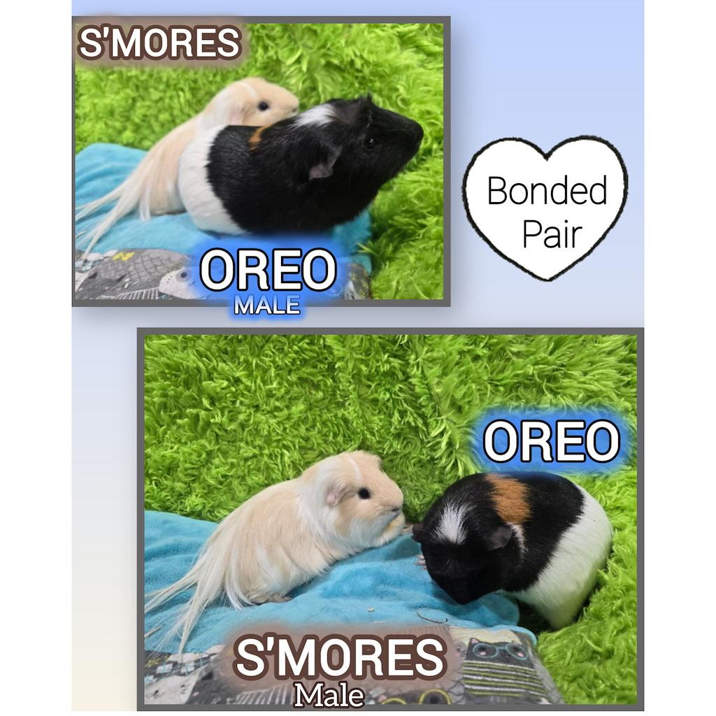 S'mores, Adopted, Adult Male Guinea Pig.