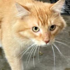 Dexter — thumbnail 2