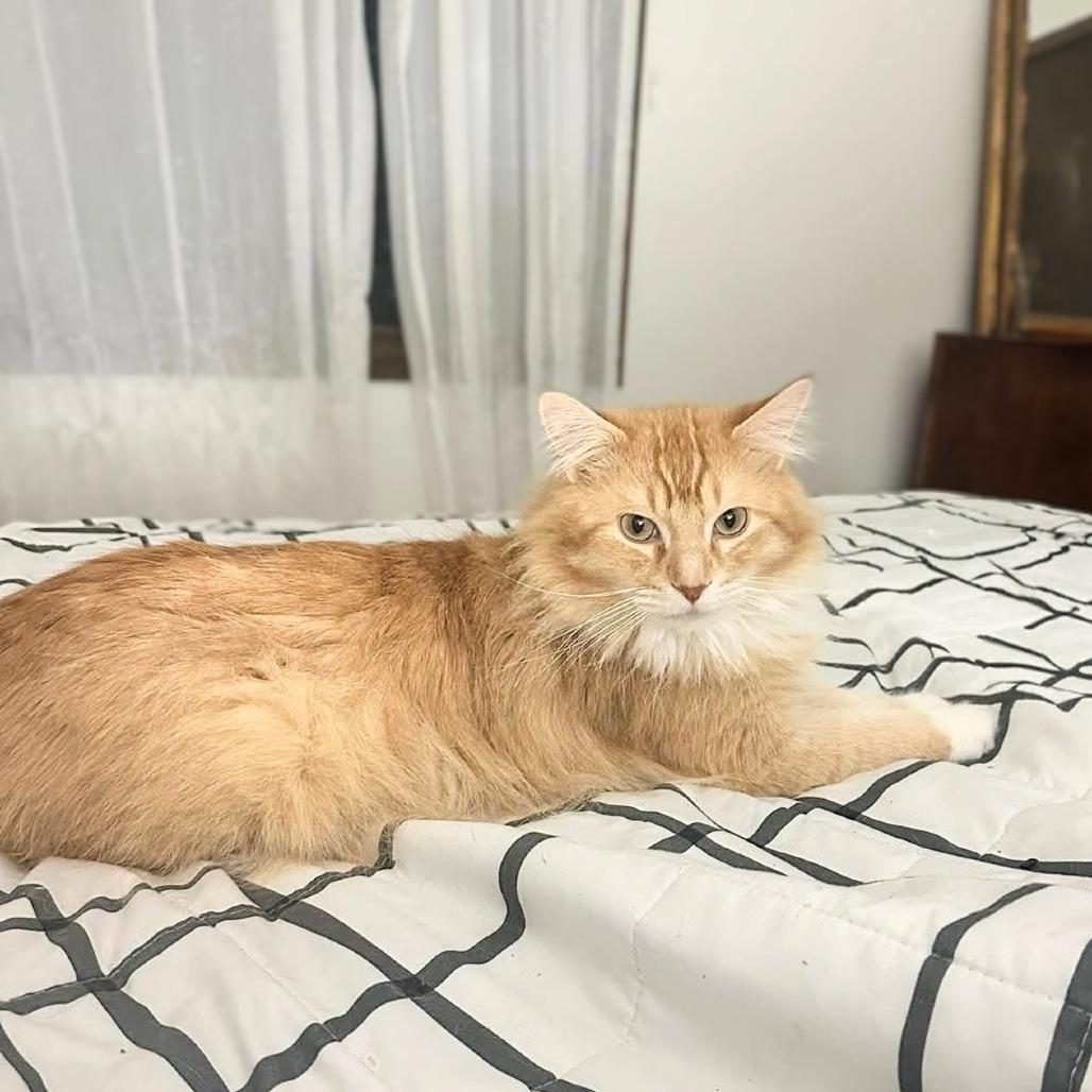 Dexter — thumbnail 3