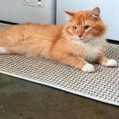 Dexter — thumbnail 5