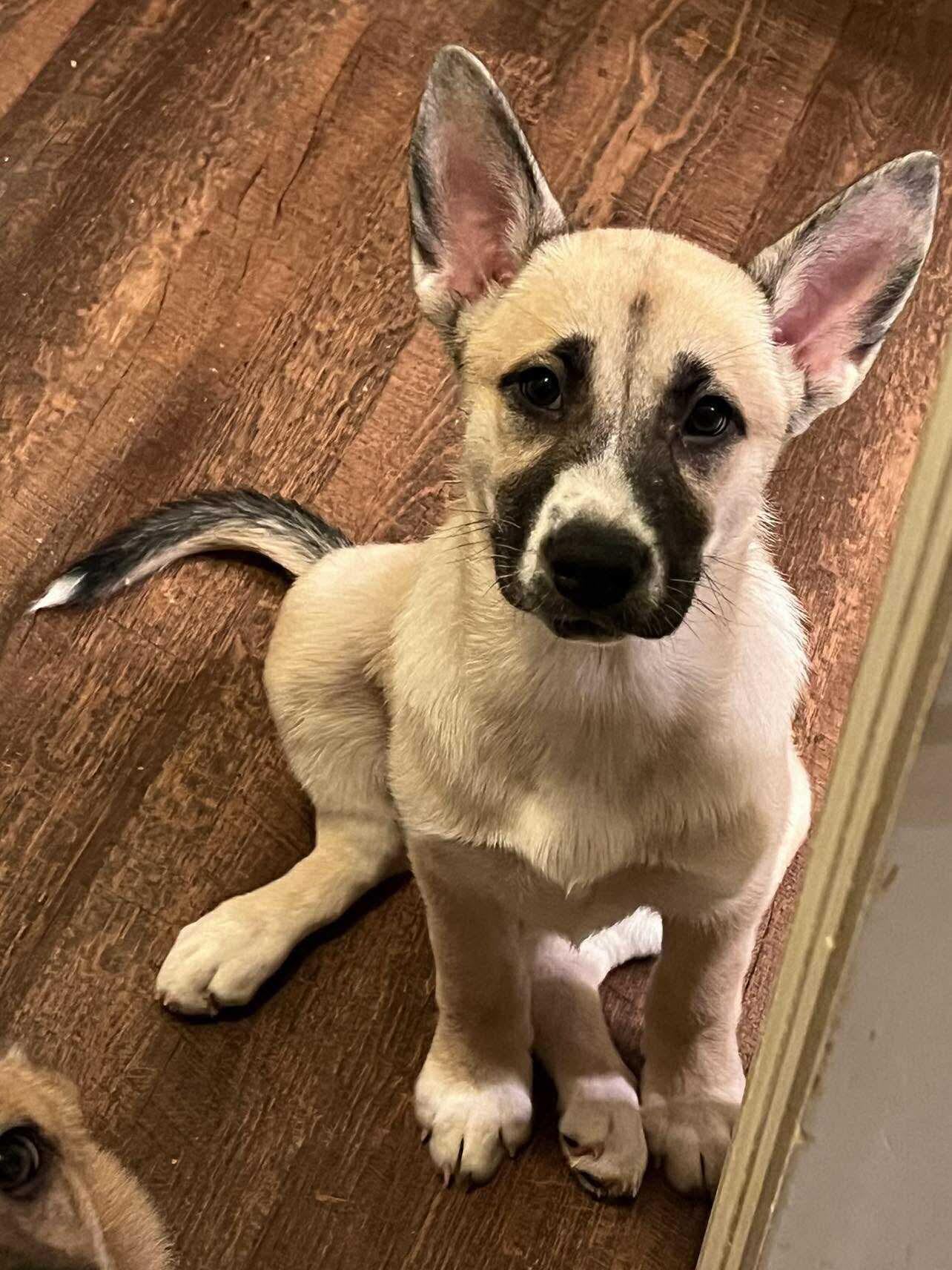 Enlarge Lulu, a Adopted mixed breed in Valdosta, GA image 1/1