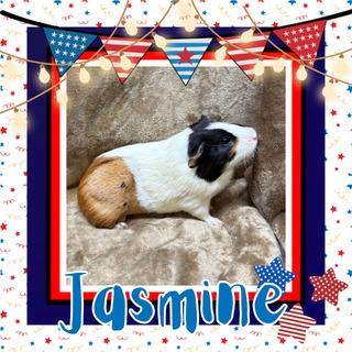Enlarge Jasmine, a Adoptable Guinea Pig in Elizabethtown, KY image 1/4