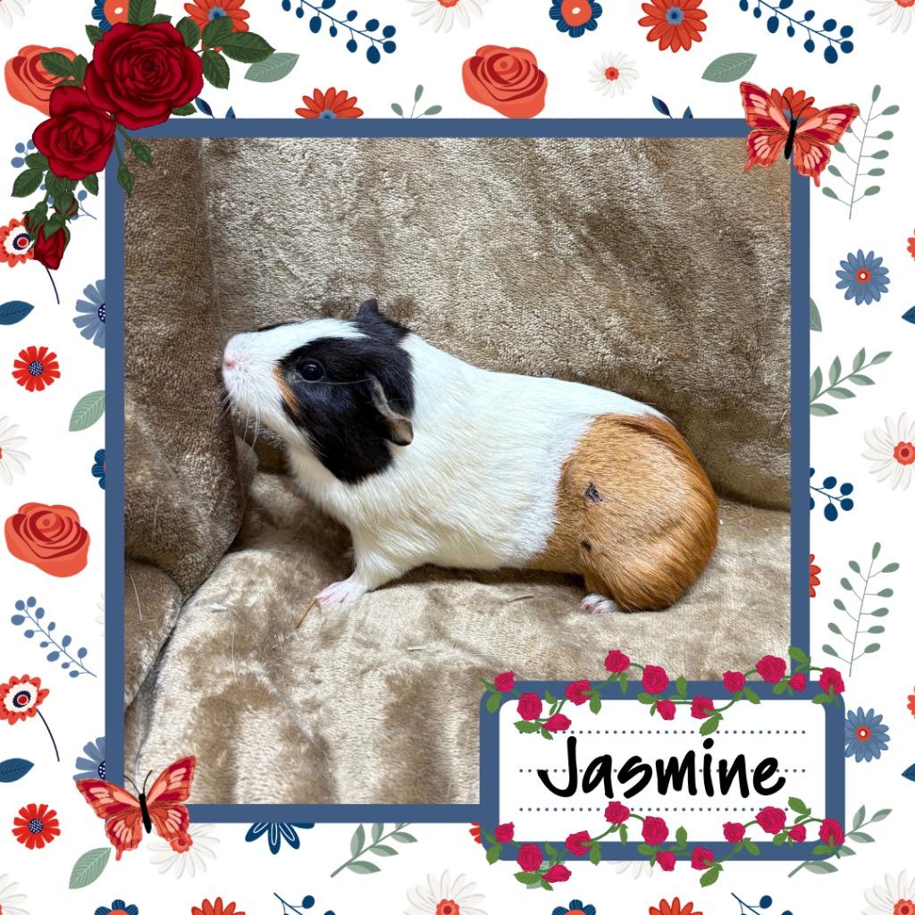 Enlarge Jasmine, a Adoptable Guinea Pig in Elizabethtown, KY image 2/4