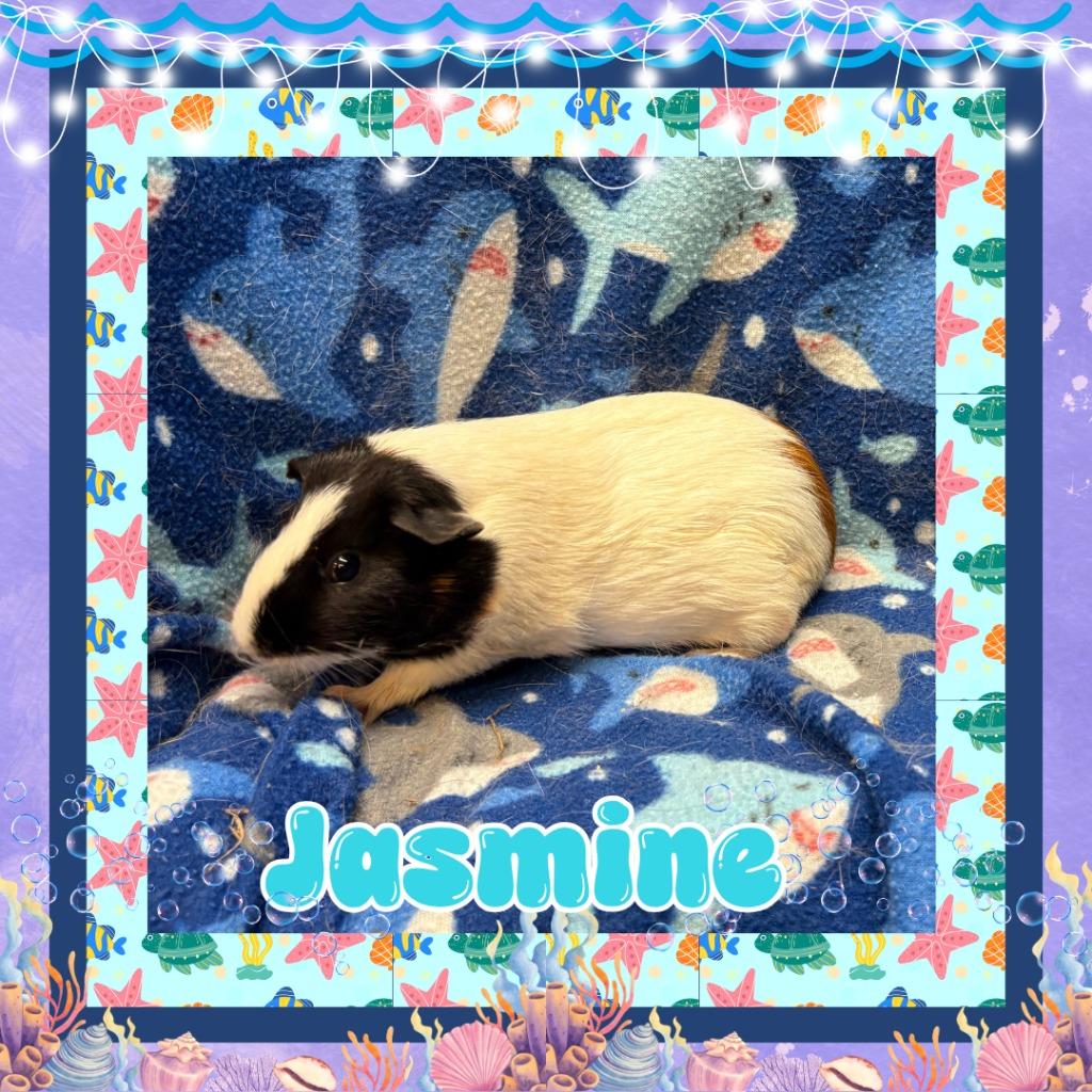 Enlarge Jasmine, a Adoptable Guinea Pig in Elizabethtown, KY image 3/4
