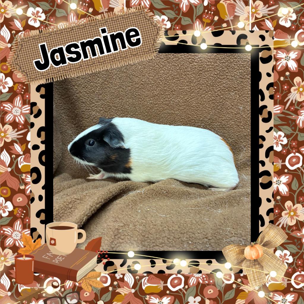 Enlarge Jasmine, a Adoptable Guinea Pig in Elizabethtown, KY image 4/4