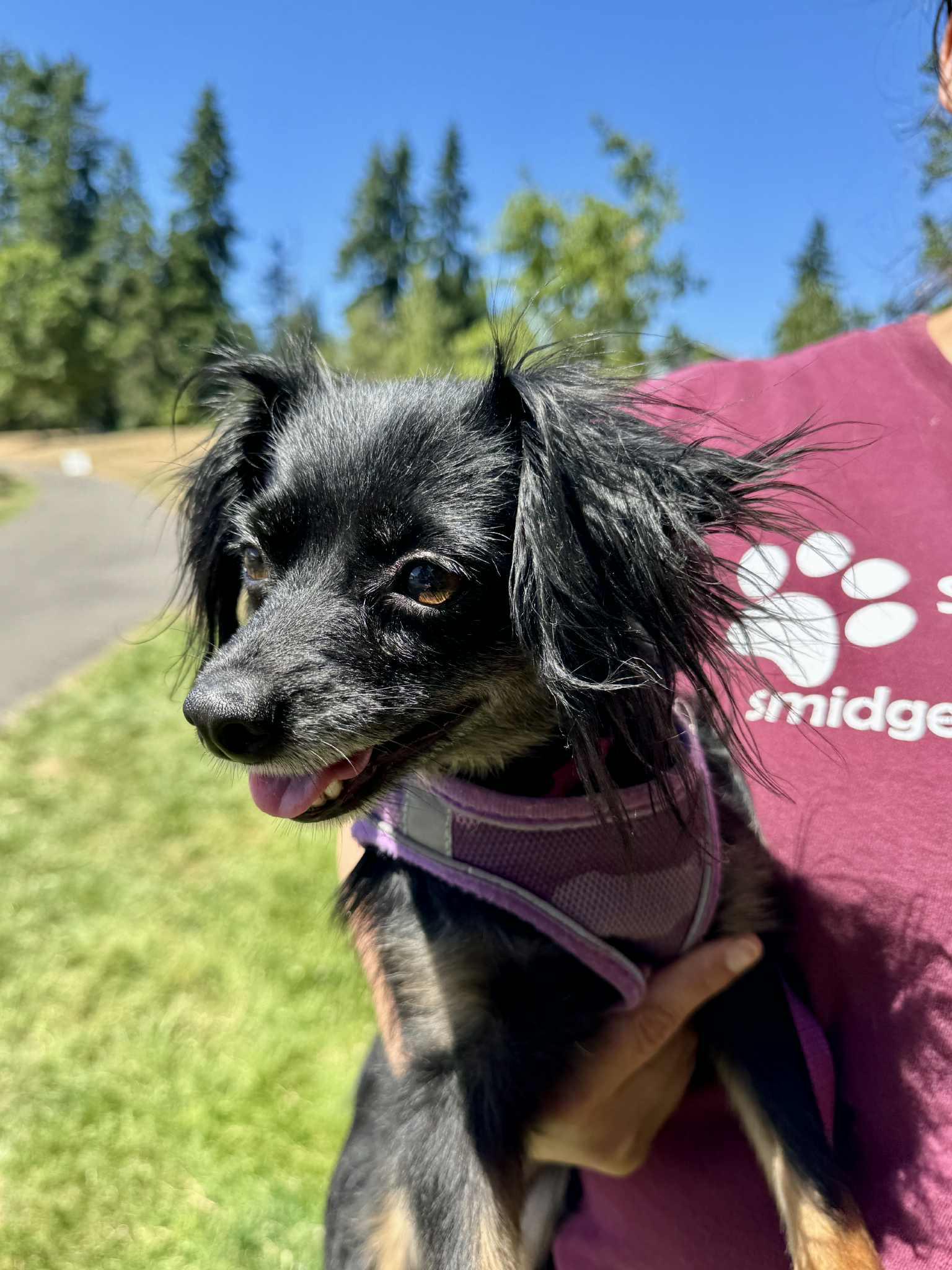 Maxine Chihuahua Dog