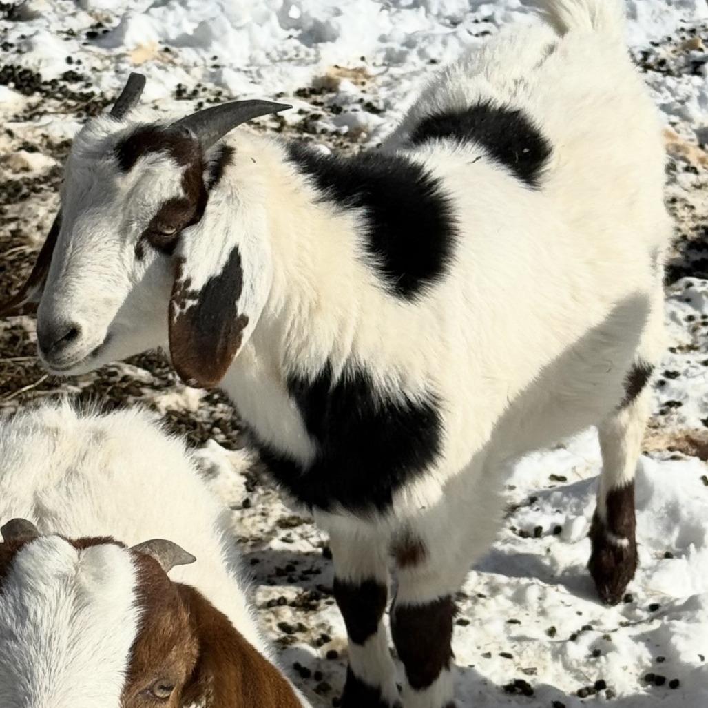 Jamaica, Adoptable, Young Male Goat.
