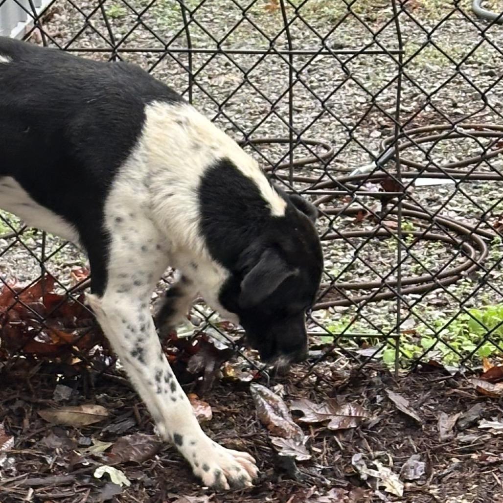 Brock, Adoptable, Adult Male Australian Cattle Dog / Blue Heeler & Labrador Retriever.