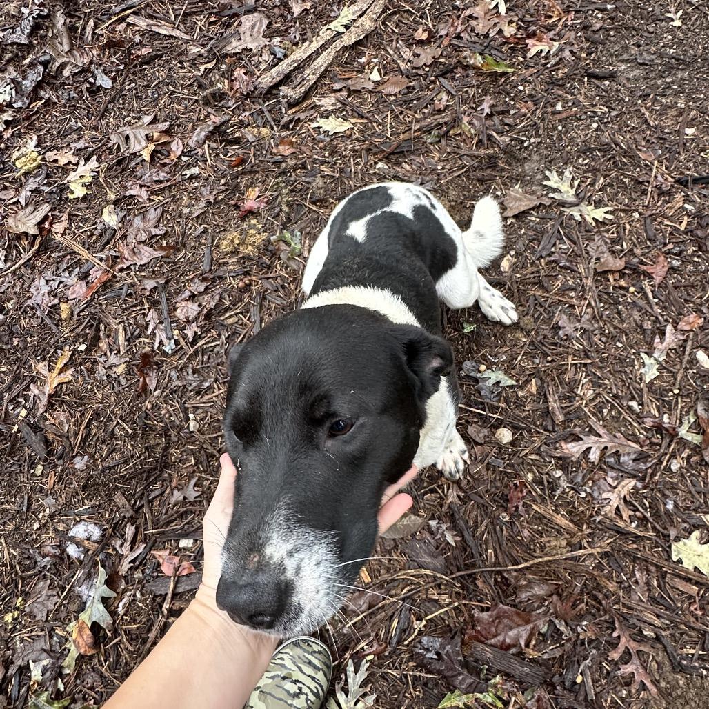 Enlarge Brock, a Adoptable mixed breed in Princeton, KY image 2/3