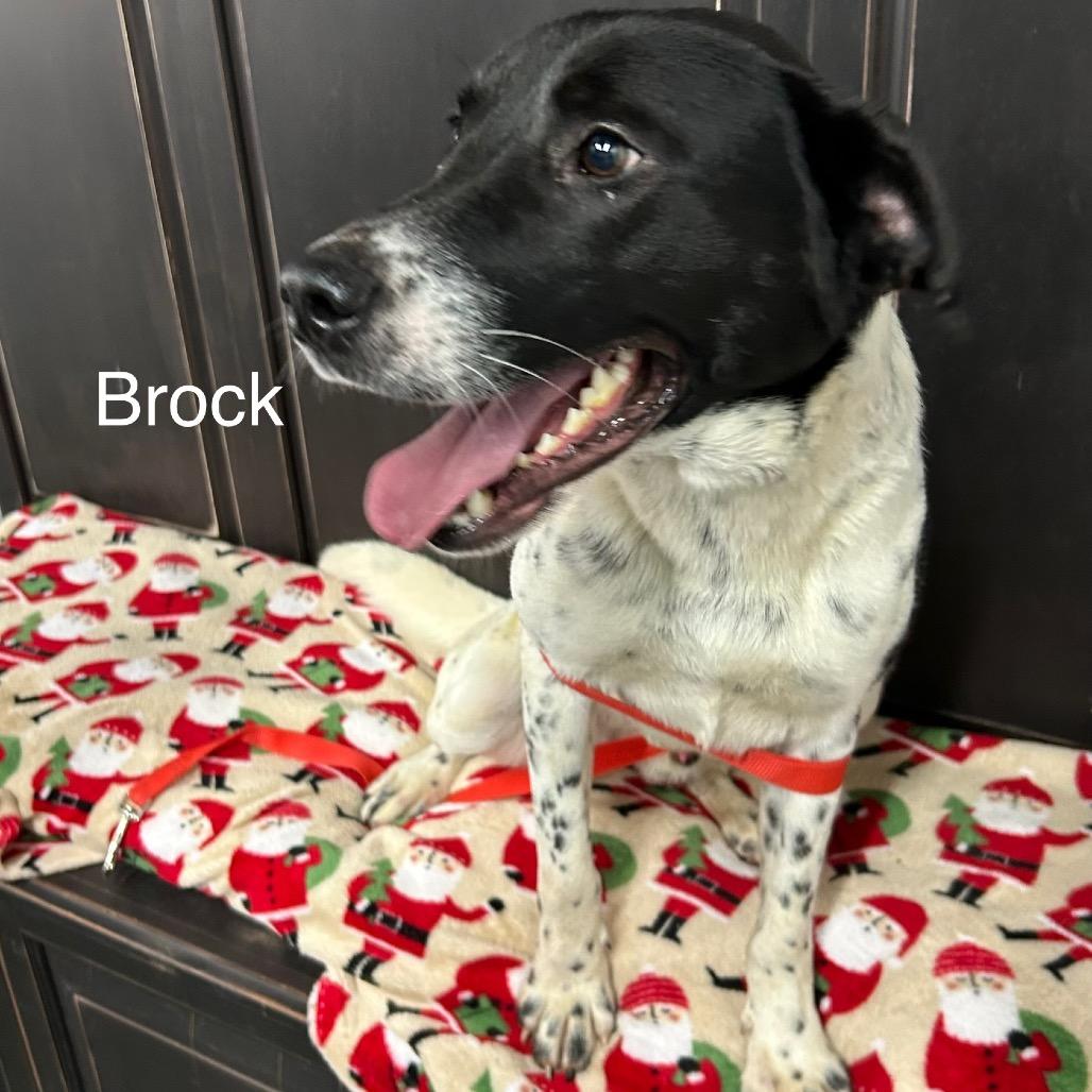 Enlarge Brock, a Adoptable mixed breed in Princeton, KY image 2/3