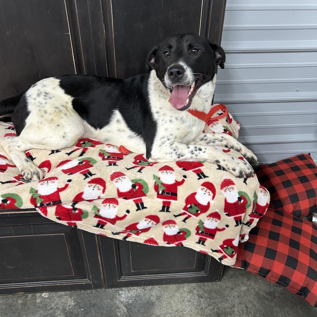 Enlarge Brock, a Adoptable mixed breed in Princeton, KY image 3/3