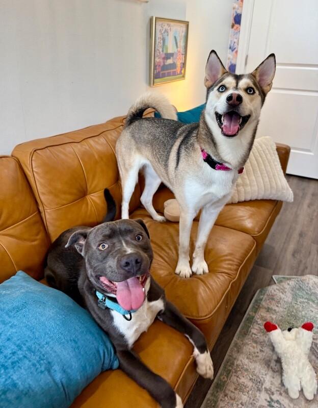 Bailee Bandit Stealing Hearts Since Day One — thumbnail 4