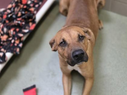 Ace, a Adoptable mixed breed in Woodbury, MN image 1/2