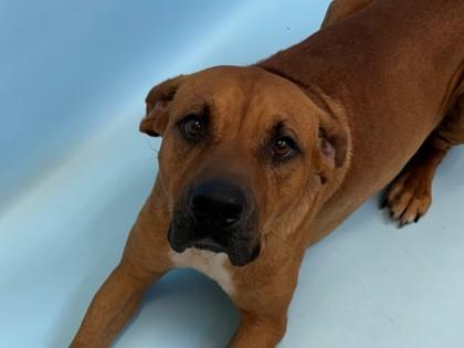Ace, a Adoptable mixed breed in Woodbury, MN image 2/2