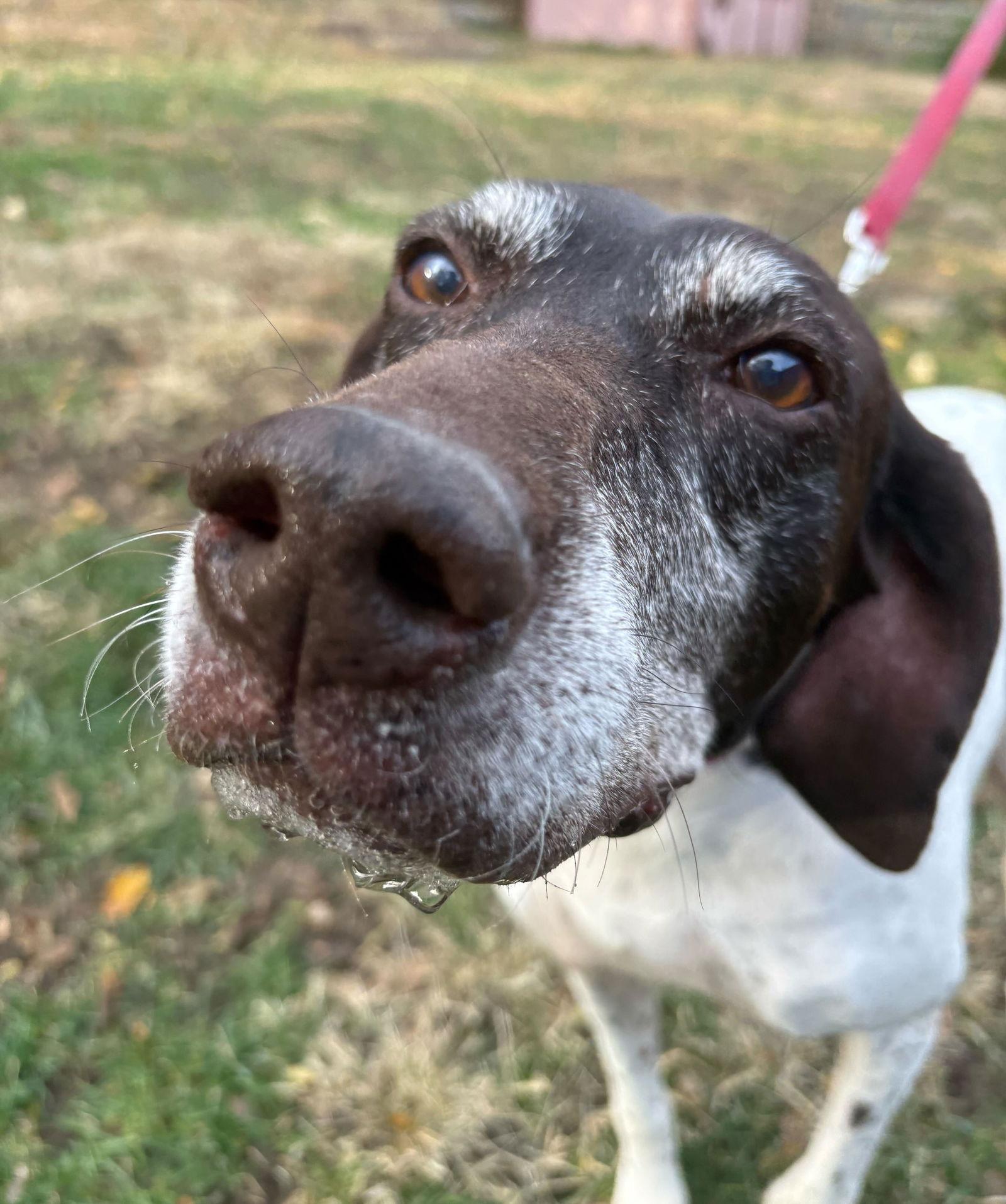 Enlarge Mabel - Sponsorship only, a Adoptable German Shorthaired Pointer in Omaha, NE image 1/3