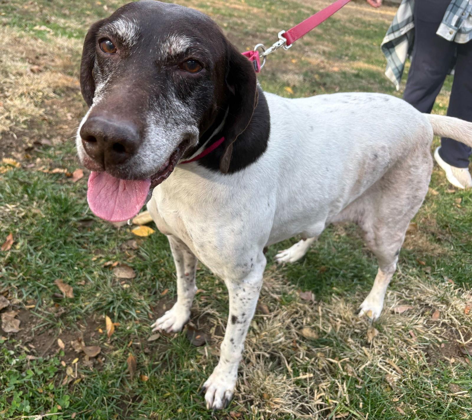 Enlarge Mabel - Sponsorship only, a Adoptable German Shorthaired Pointer in Omaha, NE image 2/3