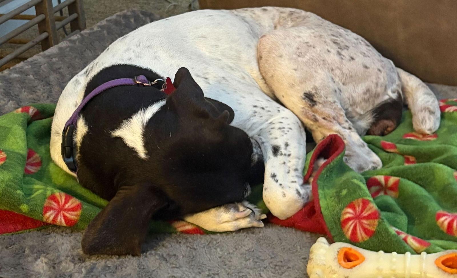 Enlarge Mabel - Sponsorship only, a Adoptable German Shorthaired Pointer in Omaha, NE image 3/3